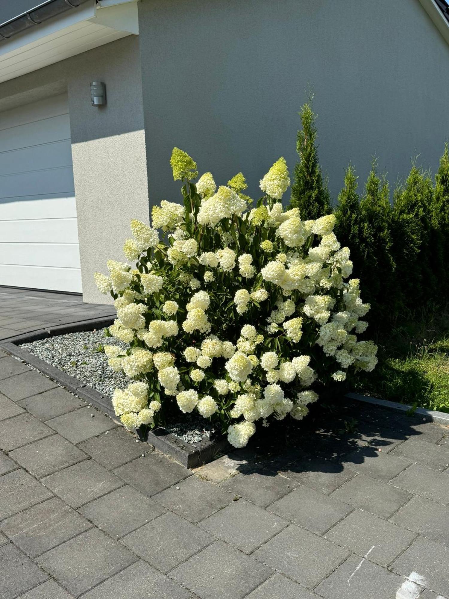 Appartement Max Clausthal-Zellerfeld Eksteriør bilde